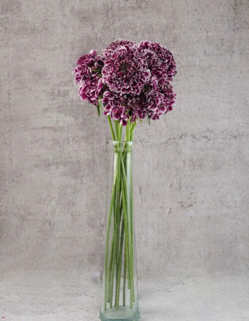 Scabiosas Focal Purple Lace  Bicolor Burgundy