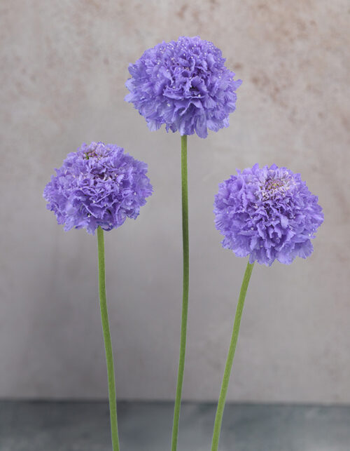 Scabiosas Bon Bon Ube Lilac
