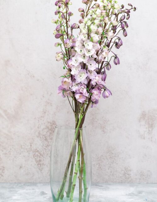 Astolat Delphinium