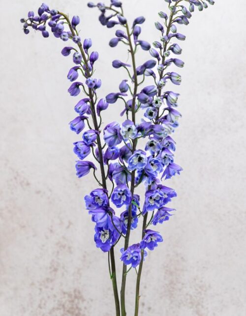 Blue Bird Delphinium
