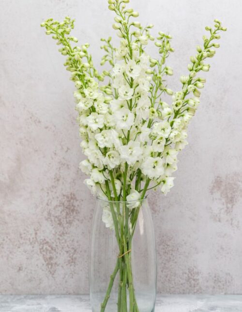 Galahad Delphinium