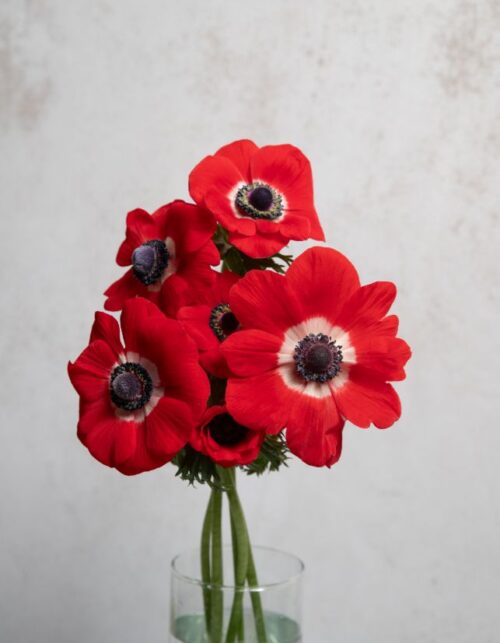 Red Anemones