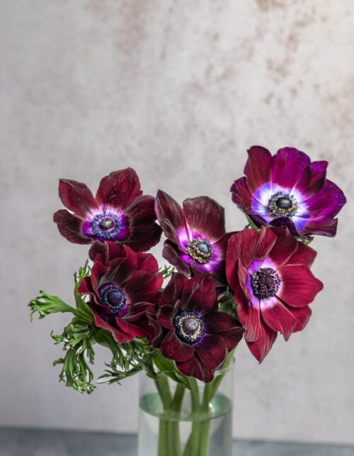 Bordeaux Anemones