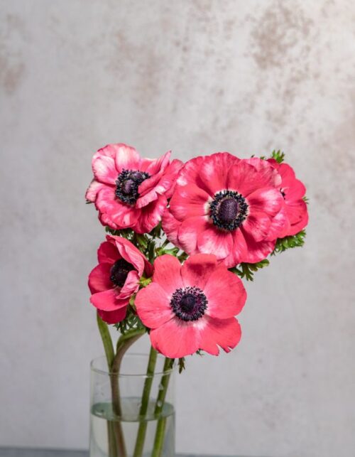 Pink Anemones