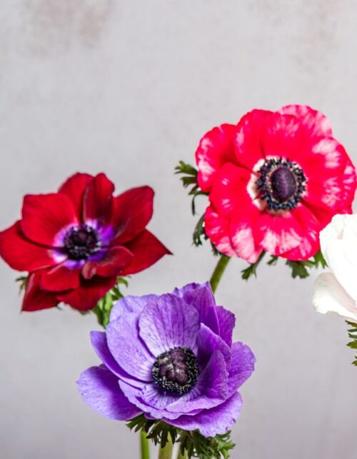Assorted Anemones