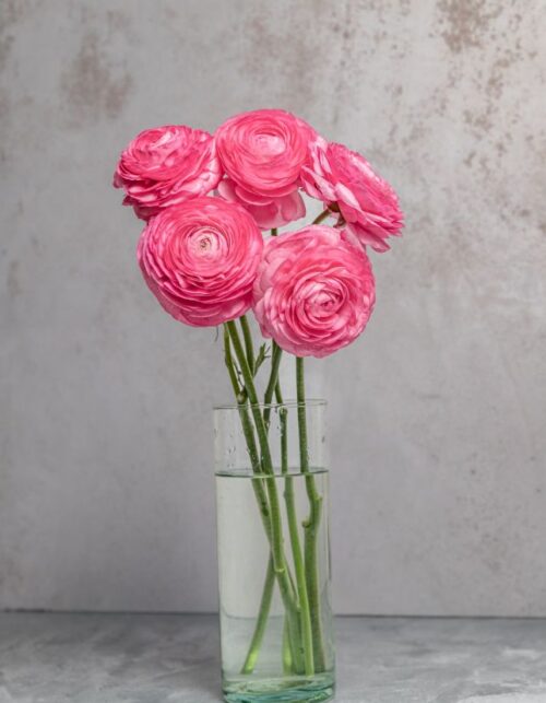 Pink Ranunculus