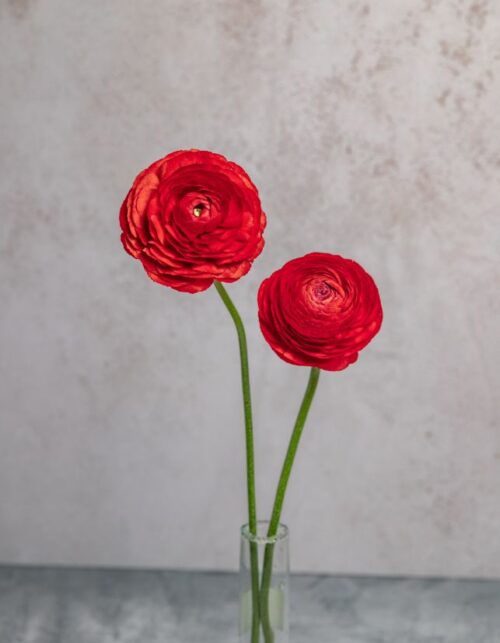 Red Ranunculus
