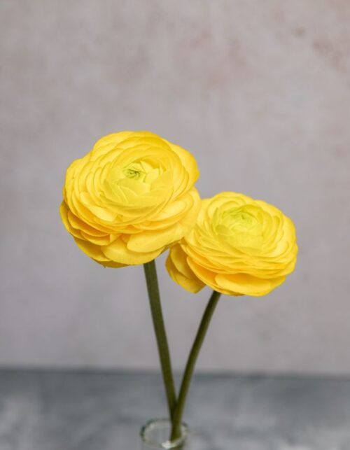 Yellow Ranunculus