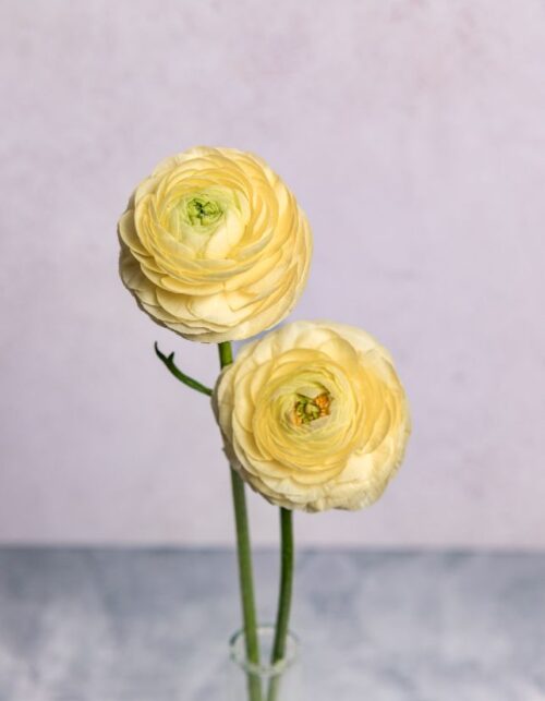 Cream Ranunculus