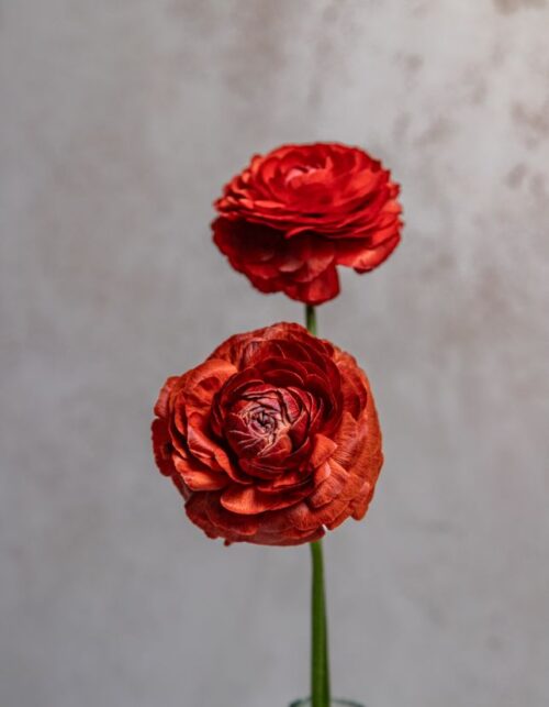 Chocolate Ranunculus