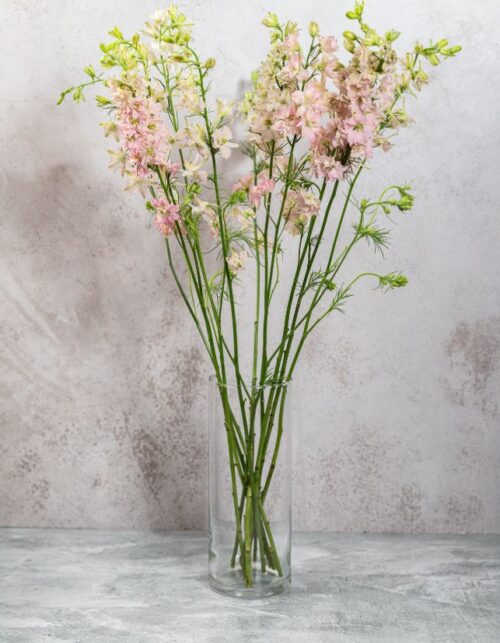 Larkspur Pink