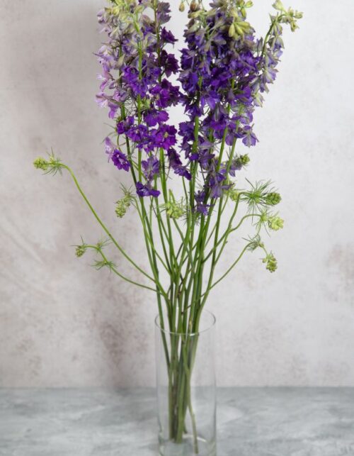 Larkspur Purple