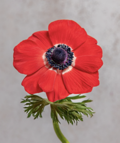 Alternative view of Red Anemones