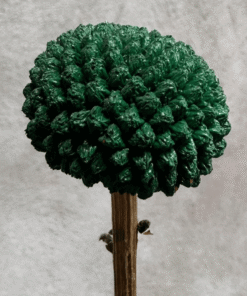 Alternative view of Dyed Craspedias