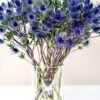Blue Lagoon Eryngium