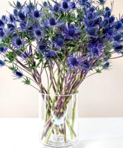 Blue Lagoon Eryngium