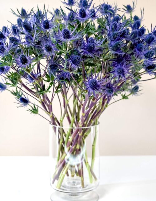 Blue Lagoon Eryngium