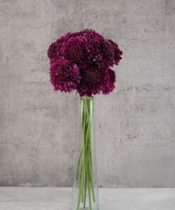 Scabiosas Merlot Purple