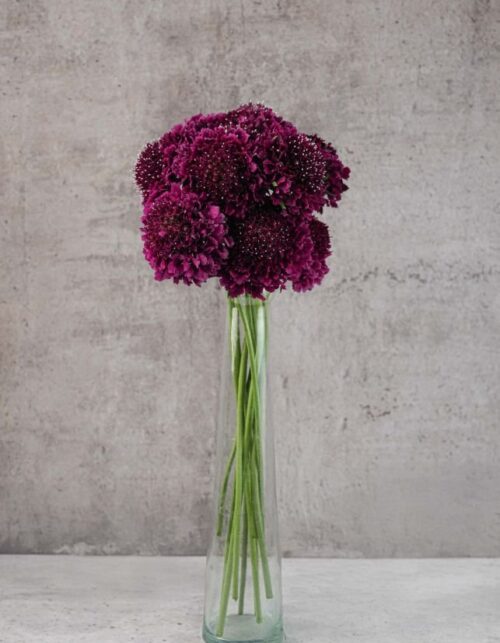 Scabiosas Merlot Purple