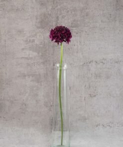 Alternative view of Scabiosas Merlot Purple