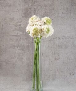 Alternative view of Scabiosas White