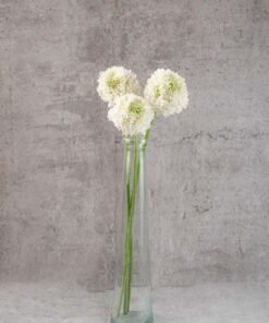 Scabiosas White
