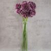 Scabiosas Focal Purple Lace  Bicolor Burgundy