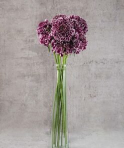 Scabiosas Focal Purple Lace  Bicolor Burgundy