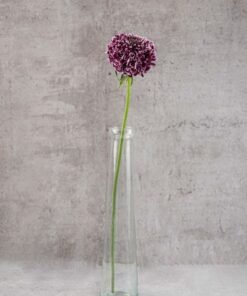 Alternative view of Scabiosas Focal Purple Lace  Bicolor Burgundy