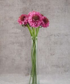Scabiosas Focal Popsicle Pink