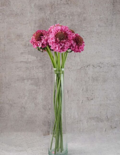 Scabiosas Focal Popsicle Pink