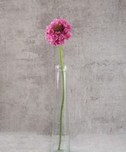 Alternative view of Scabiosas Focal Popsicle Pink