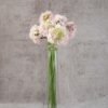 Scabiosa Bon Bon French Vanilla Light Pink