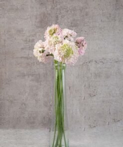 Scabiosa Bon Bon French Vanilla Light Pink