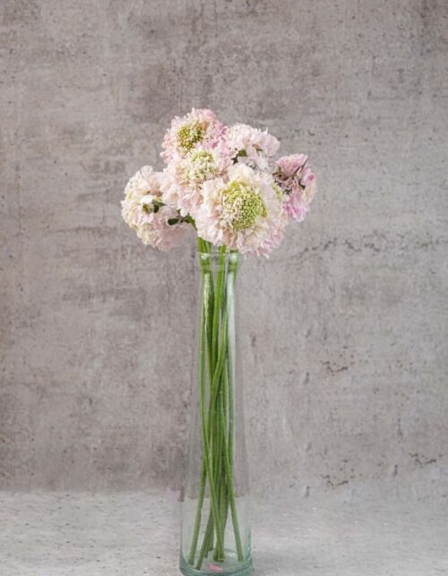Scabiosa Bon Bon French Vanilla Light Pink