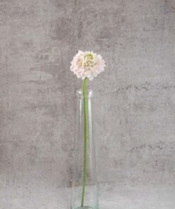 Alternative view of Scabiosa Bon Bon French Vanilla Light Pink