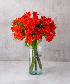 Orange Alstroemerias