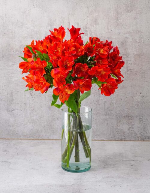 Orange Alstroemerias