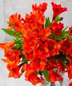 Alternative view of Orange Alstroemerias