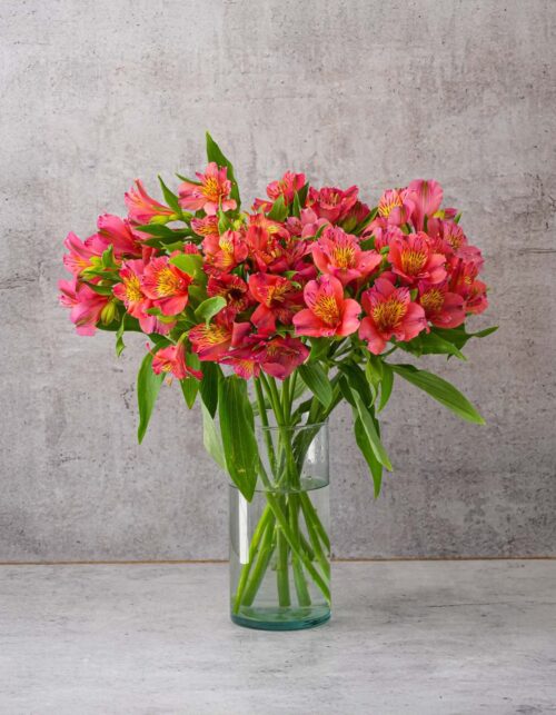 Pink Alstroemerias