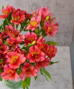 Alternative view of Pink Alstroemerias