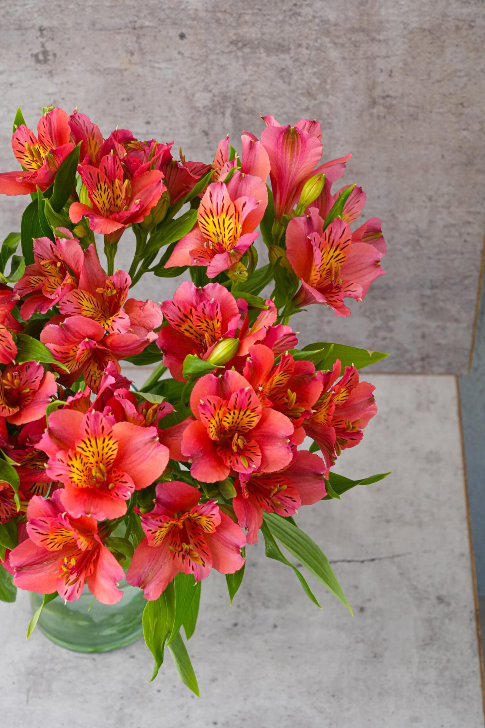 Pink Alstroemerias - Image 2