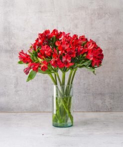 Red Alstroemerias