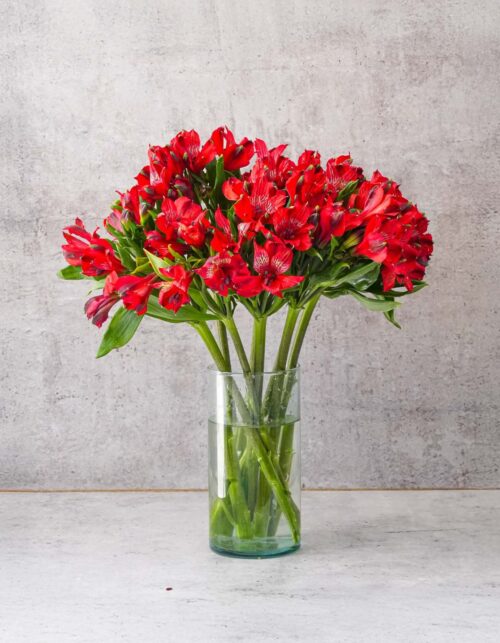 Red Alstroemerias