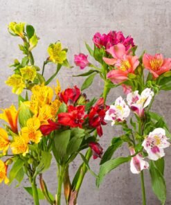 Alternative view of Assorted Alstroemerias