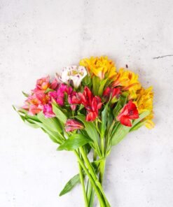 Assorted Alstroemerias