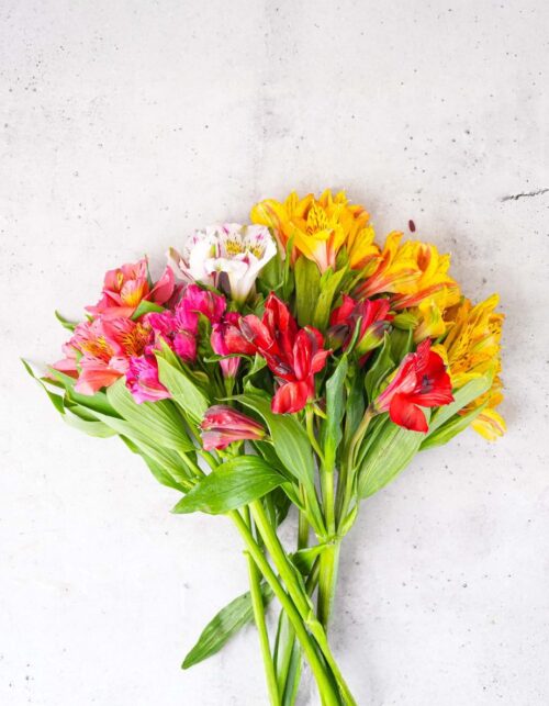 Assorted Alstroemerias