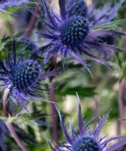 Alternative view of Blue Lagoon Eryngium