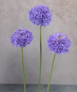 Scabiosas Lavender