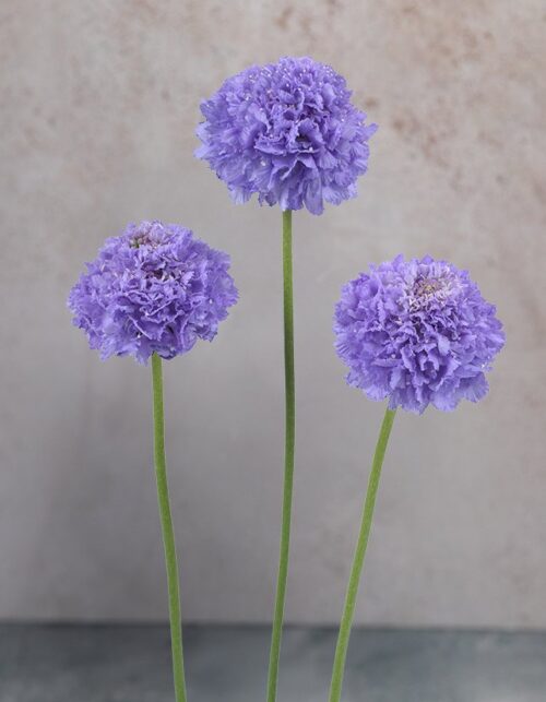 Scabiosas Bon Bon Ube Lilac